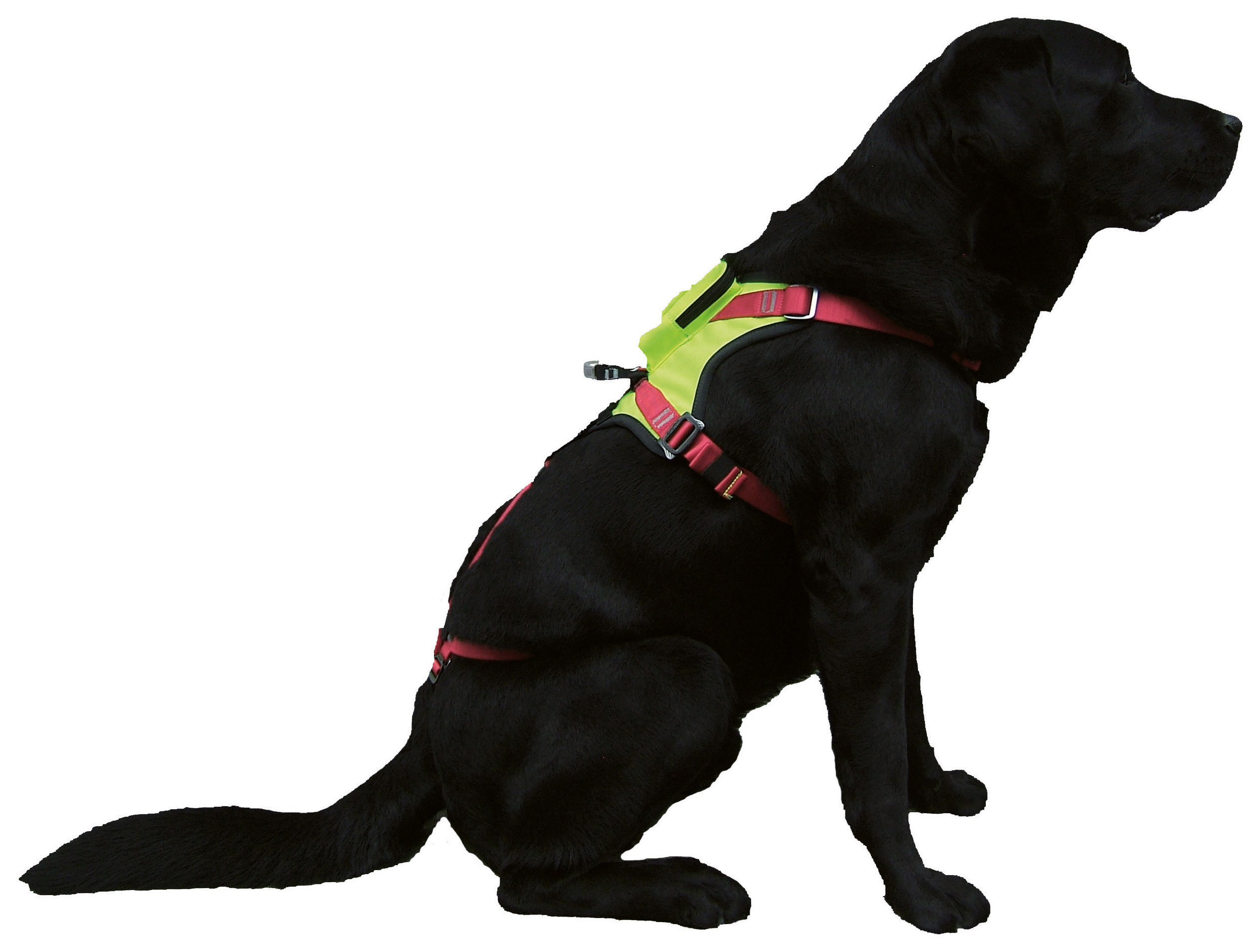 Camp Kronos hundesele - Bilde 4