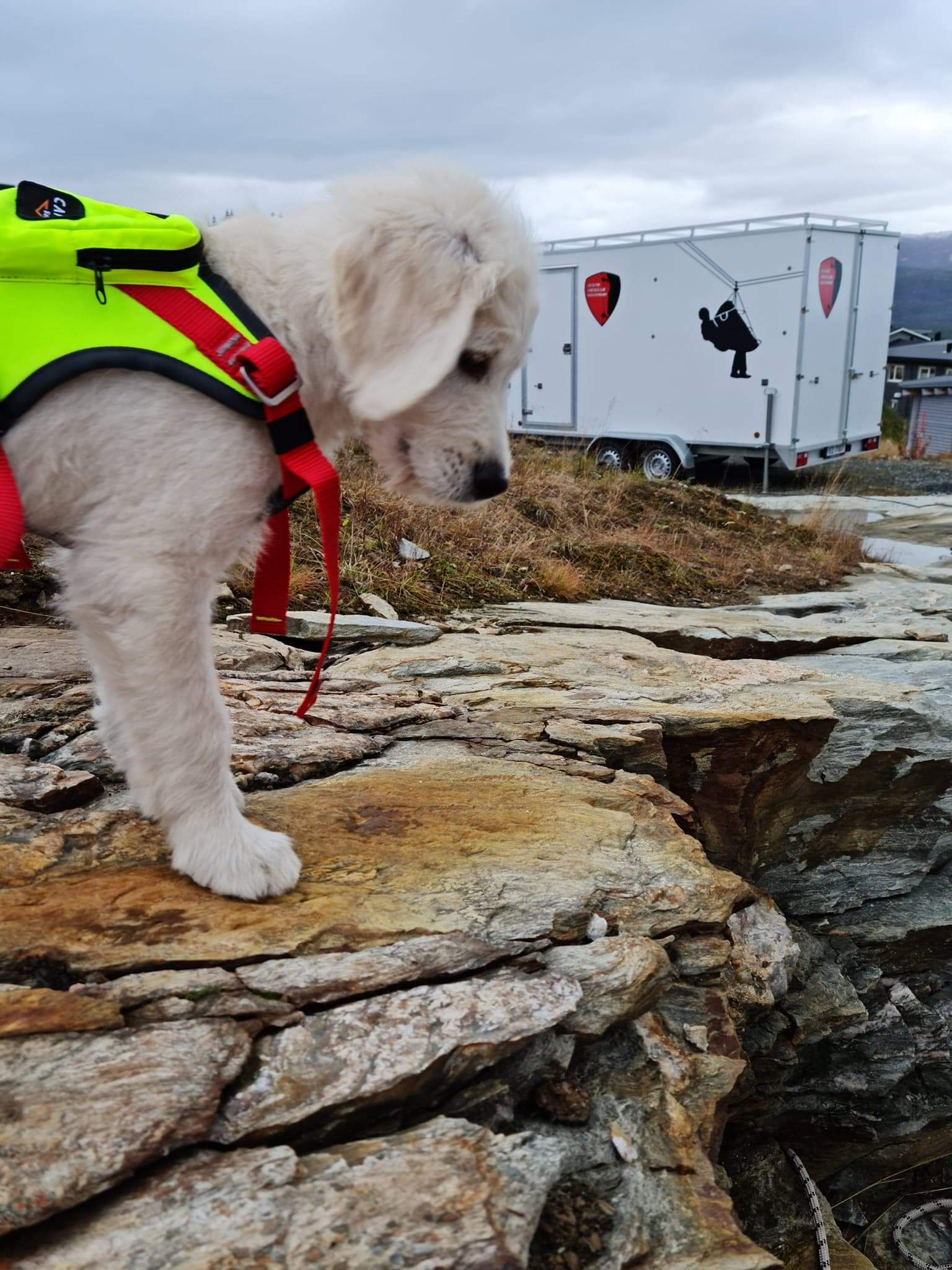 Ikon for Tauredningskurs med hund