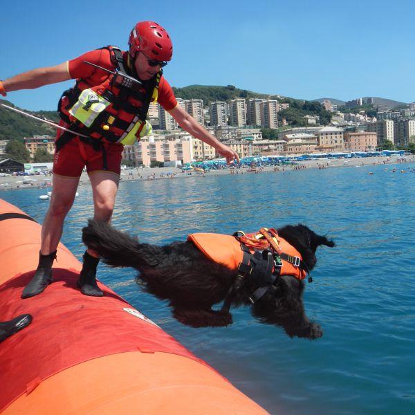 KONG Delphinus hunderedningsvest svart - Bilde 8
