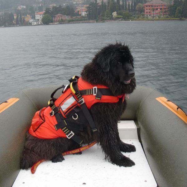 KONG Delphinus hunderedningsvest svart - Bilde 7