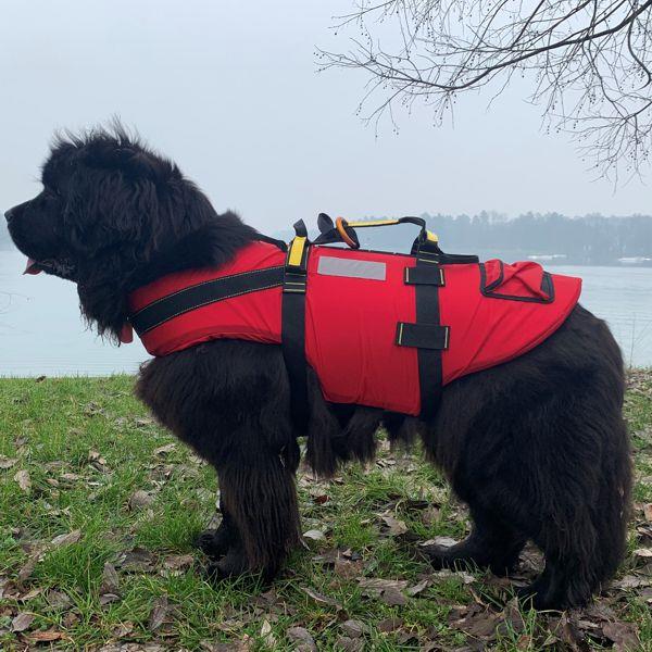 KONG Delphinus hunderedningsvest svart - Bilde 6
