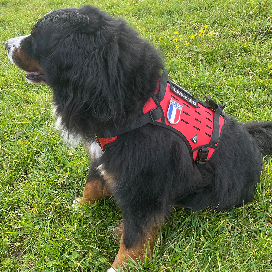 Dimatex Trak hundesele - Bilde 12
