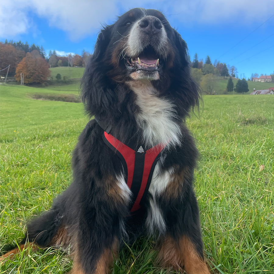Dimatex Trak hundesele - Bilde 11